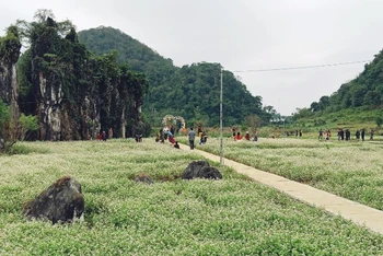 Mùa hoa Tam giác mạch trên Cao nguyên đá Đồng Văn thu hút dự quan tâm lớn từ du khách trong nước.