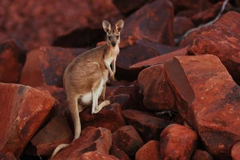 Một con kangaroo đang đứng trên quặng sắt gần cảng Dampier ở vùng Pilbarra ở Tây Úc, ngày 19-4-2011. Ảnh: Reuters.