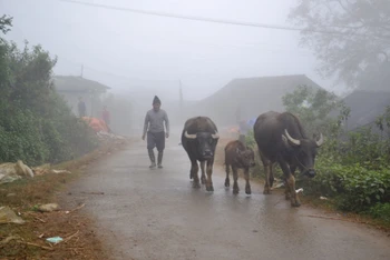 Người dân di chuyển trâu xuống vùng thấp tránh rét.