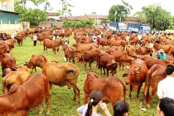 Đàn bò tại xã Minh Châu, huyện Ba Vì.