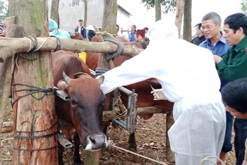 Tiêm vaccine VDNC trên đàn gia súc ở xã Tiên Phong, thị xã Phổ Yên.