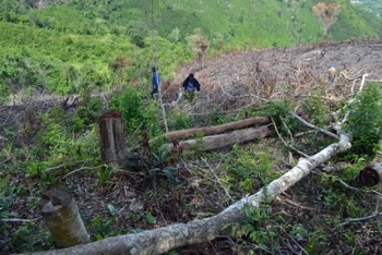 Hiện trường vụ phá rừng tại xã vùng cao Phú Mỡ. 
