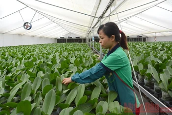 Chăm sóc hoa lan trong nhà lưới tại Hợp tác xã Đan Hoài, huyện Đan Phượng, Hà Nội. Ảnh: Đăng Anh