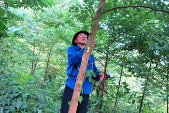  Ông Nguyễn Ngọc Lài đi thăm rừng.