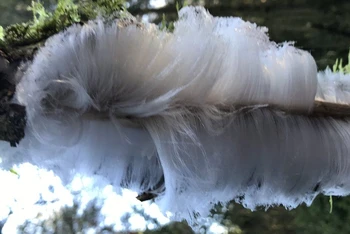 Băng tóc bất thường xuất hiện ở Castle Archdale, Bắc Ireland vào cuối tuần qua. Ảnh: BBC.