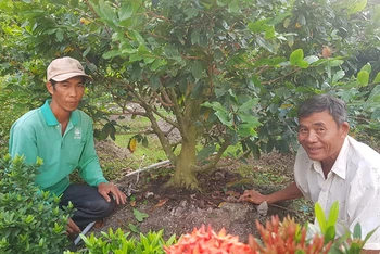Nông dân trồng mai vàng ở làng mai Tân Tây (huyện Thành Hóa, tỉnh Long An) cười vui rộn rã vì lợi nhuận thu về cao gấp 20 lần trồng lúa. 