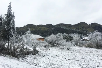 Tuyết rơi trắng xóa khu vực Trường tiểu học Nhìu Cồ San, Y Tý (Lào Cai) sáng 11-1 (Ảnh: NDĐT)