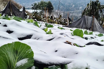 Băng tuyết rơi dày ở Sa Pa và Bát Xát (Lào Cai), gây thiệt hại cho cây trồng, vật nuôi.
