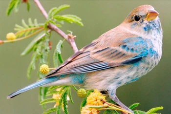 1,5 tỷ con chim được cứu tương đương với 20% số lượng chim ngày nay ở Mỹ. Ảnh: Getty Images.