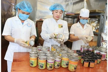 Lao động sau đào tạo sản xuất tinh bột nghệ tại Hợp tác xã Tân Thành (TP Bắc Kạn). (Ảnh: Tuấn Sơn)