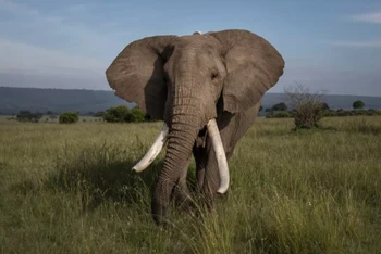 Đếm voi châu Phi bằng hình ảnh vệ tinh mở ra một phương pháp mới để theo dõi các loài động vật dễ bị tổn thương và có nguy cơ tuyệt chủng. Ảnh: Getty Images.