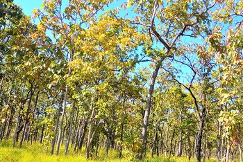 Trước khi rụng lá, lá cây rừng khộp chuyển sang sắc vàng, sắc đỏ như một mùa thu “châu Âu” thu nhỏ ở Tây Nguyên.