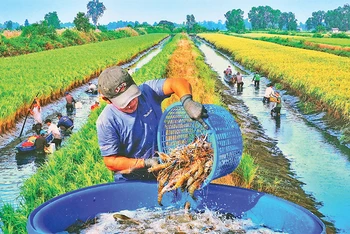 Nông dân xã Trí Phải (huyện Thới Bình, Cà Mau) thu hoạch tôm sinh thái trên đồng lúa hữu cơ. Ảnh: Văn Ðời