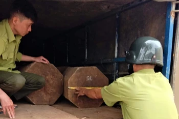 Lực lượng kiểm lâm Vườn Quốc gia Chư Yang Sin đang đo đếm khối lượng gỗ được vận chuyển trái phép trên xe tải.