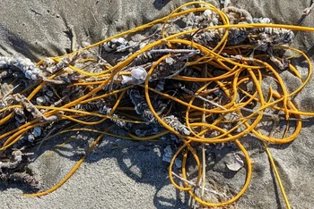 Roi biển sặc sỡ (Leptogorgia virgulata) thường bị người đi biển nhầm với mớ dây cáp hoặc dây thừng. Ảnh: NPS.
