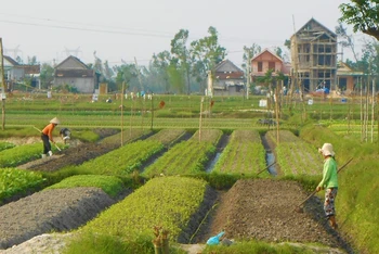 Nông dân phường Quảng Long, thị xã Ba Đồn (Quảng Bình) trồng rau chuẩn bị cho vụ rau Tết.