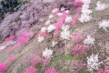 Hoa đào xen lẫn hoa mơ ở thôn Đèo Gió, huyện Ngân Sơn.