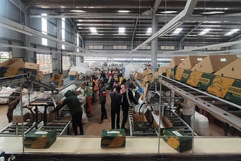 Bên trong phân xưởng đóng gói chuối xuất khẩu của Thagrico, tỉnh Kratie.