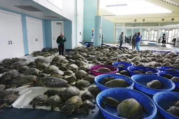 Hàng nghìn rùa biển xanh Đại Tây dương và rùa biển Kemp đang được giải cứu tại Trung tâm hội nghị đảo South Padre, Texas ngày 16-2. Ảnh: AP.