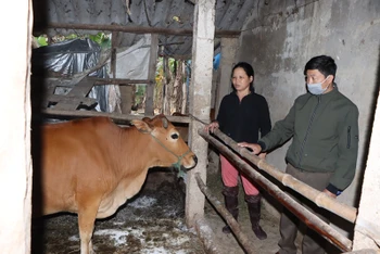 Gần 600 con trâu, bò ở Hà Tĩnh đã nhiễm dịch viêm da nổi cục.