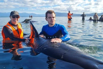Các tình nguyện viên cho biết, những con cá voi chưa bao giờ mắc cạn trước đây vì chúng không có bất kỳ vết trầy xước nào. Ảnh: Dự án Jonah.