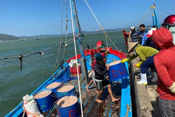 Mùa ruốc tại cảng cá Dân Phước chiều 23-2.