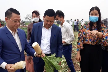 Lãnh đạo các sở, ngành TP Hà Nội và huyện Mê Linh đi kiểm tra việc thu hoạch củ cải tại xã Tráng Việt.