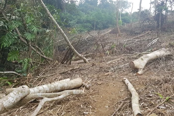 Rừng đặc dụng tại khu Hạ Bằng bị chặt phá nghiêm trọng.