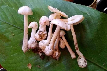 Hình ảnh cây nấm độc mà gia đình anh Tẩn Văn Líu ăn phải.