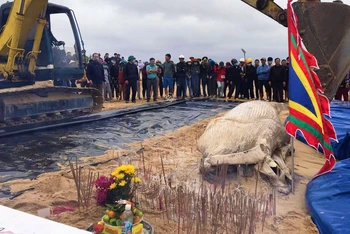 Cá voi chết dạt vào bờ biển Quảng Bình được chôn cất chu đáo theo phong tục địa phương. 