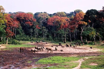 Khu rừng di sản Sangha Trinational, thuộc Cameroon, Cộng hòa Trung Phi, Congo được UNESCO công nhận là Di sản Thế giới.