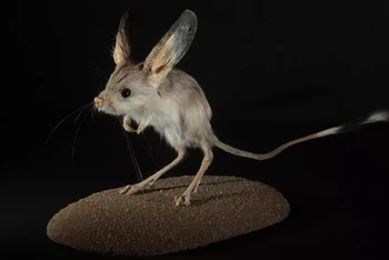 Chuột nhảy tai dài, một loài gặm nhấm sa mạc, có đôi tai lớn nhất so với kích thước cơ thể của nó. Ảnh: Getty Images.