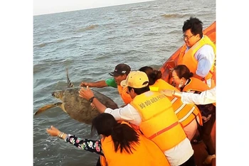 Thả cá thể rùa biển về môi trường tự nhiên tại vùng biển An Thủy, huyện Ba Tri.