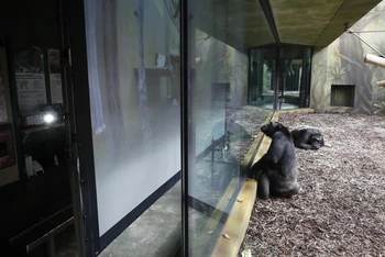 Một con tinh tinh xem màn hình đặt bao quanh khu vực ở Công viên Safari ở Dvur Kralove, Cộng hòa Séc vào ngày 15-3. Ảnh: AP.
