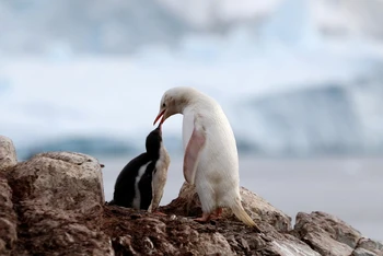 Hình ảnh chim cánh cụt trắng hiếm thấy cho chim con ăn