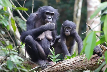 Tinh tinh lùn mẹ tên là Marie (trái) và con nuôi Flora (phải) đã được nó nhận nuôi khi còn là một con tinh tinh lùn mồ côi mới nhập đàn. Ảnh: Tiến sĩ Nahoko Tokuyama.