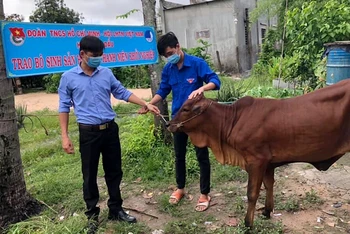 Tổ chức đoàn cơ sở ở Tây Ninh trao bò giống hỗ trợ thanh niên lập nghiệp. Ảnh: THÀNH ĐOÀN