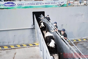 Sau một chuyến hải trình dài từ Mỹ về Việt Nam, đàn bò vẫn duy trì được tình trạng sức khỏe và tinh thần ổn định.