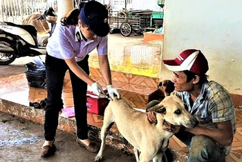 Nhằm ngăn chặn bệnh dại trên địa bàn tỉnh, ngành Thú y tỉnh Đắk Lắk triển khai tiêm phòng dại cho đàn chó nuôi trên địa bàn.