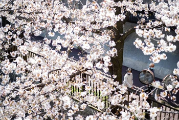 Rực rỡ mùa hoa anh đào nở rộ sớm kỷ lục ở Nhật Bản