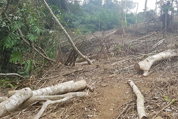 Rừng đặc dụng Vườn quốc gia Xuân Sơn bị chặt phá nghiêm trọng.