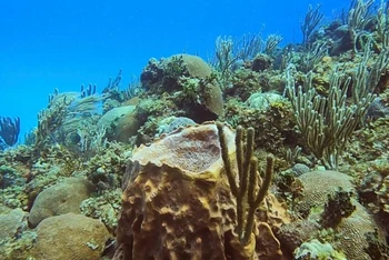 Một quần thể san hô trên bờ biển Havana, Cuba, ngày 28-3. Ảnh: Reuters.