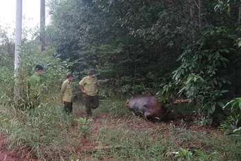 Lực lượng chức năng khám nghiệm hiện trường một cá thể bò tót chết trong Khu bảo tồn thiên nhiên văn hóa Đồng Nai.