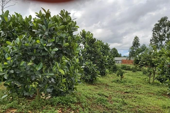 Nhiều diện tích đất rừng phòng hộ cảnh quan Quốc lộ 14 tại huyện Đắk Song bị người dân xâm chiếm trồng cây nông nghiệp và đã được cấp giấy chứng nhận quyền sử dụng đất.