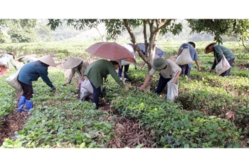 Người dân thôn Phiêng An, xã Quang Thuận (huyện Bạch Thông, Bắc Kạn) thu hoạch chè.