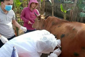 Bệnh viêm da nổi cục trên trâu bò xuất hiện tại Việt Nam từ tháng 10-2020.
