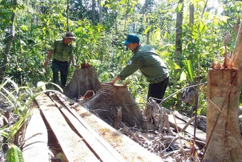 Hình ảnh lâm tặc ngang nhiên mở đường vào chặt phá rừng ở khu vực giáp ranh hai huyện Sông Hinh và Tây Hoà Phú Yên.