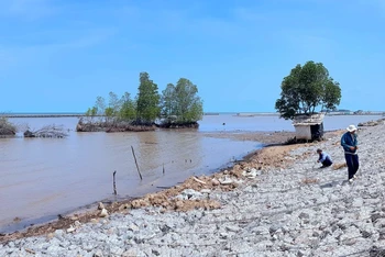 Một đoạn sạt lở dọc chân đê biển Tây, qua huyện Trần Văn Thời trước đây và hiện đã được khắc phục xong.