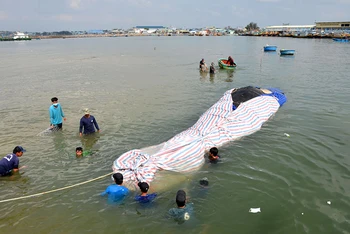 Xác cá voi được ngư dân phường Đức Long, TP Phan Thiết (Bình Thuận) đưa vào Cảng Phan Thiết.