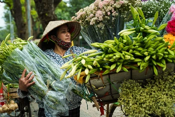 Hoa loa kèn tháng 4 ở thủ đô Hà Nội